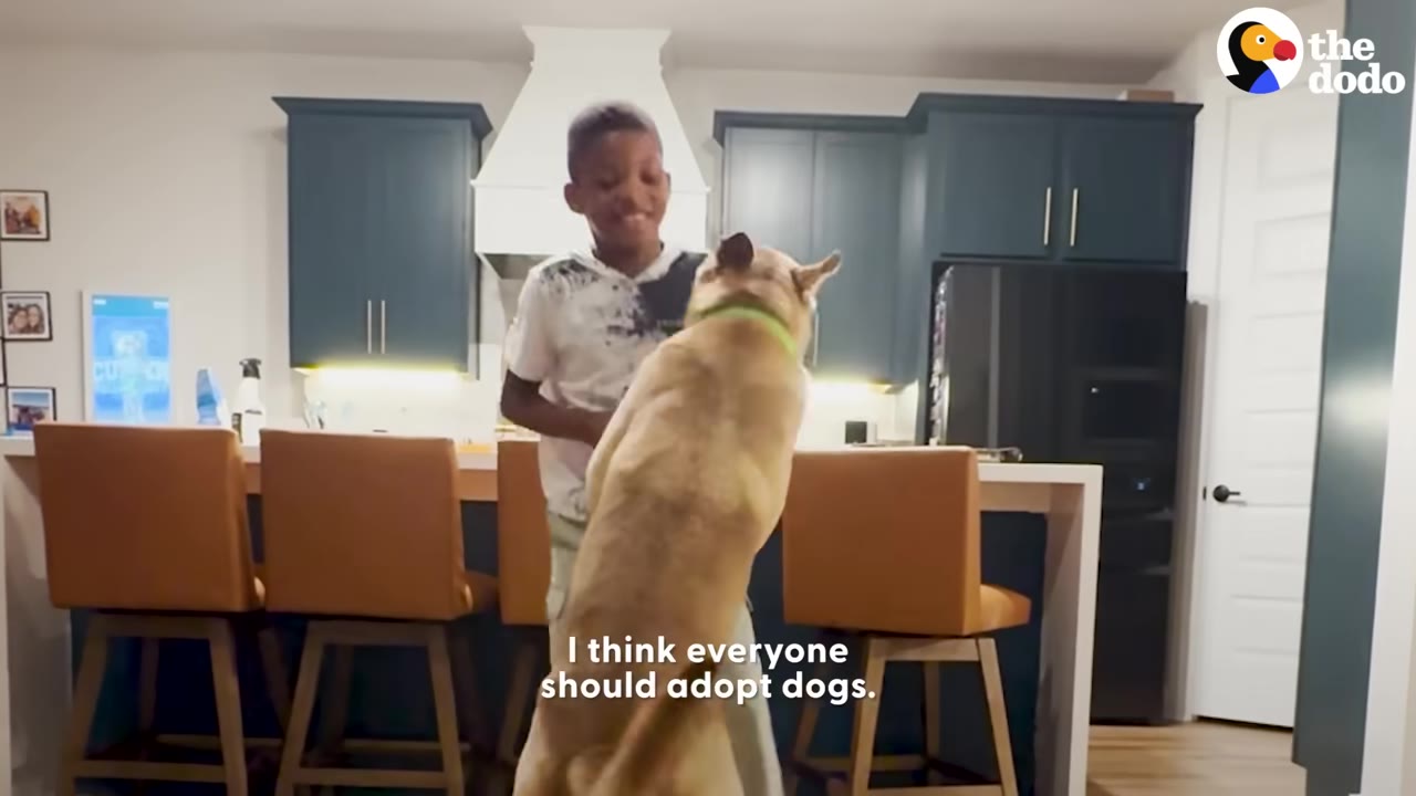 A young boy smiles as a large tan dog stands on its hind legs to greet him in a kitchen, with text overlay reading 'I think everyone should adopt dogs.'