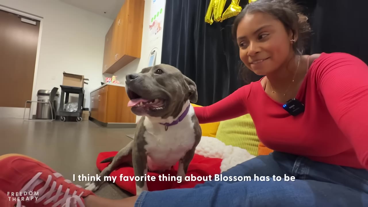 A gray and white pit bull sits on a red cushion next to a smiling woman in a red shirt, looking happy with its mouth open in a wide smile.