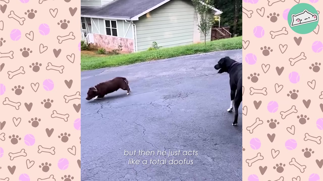 A small brown dog runs low to the ground on an asphalt driveway towards a larger black dog, with text on screen reading 'but then he just acts like a total doofus'.