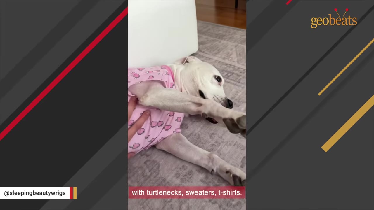 A white dog lying on its side on a rug, wearing a pink shirt with a popsicle pattern.