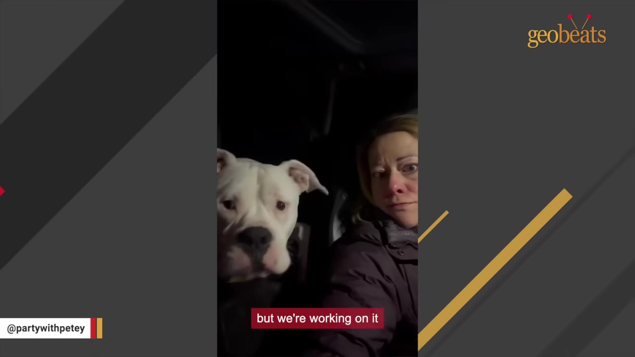A white dog sits in the back seat of a car next to a woman looking at the camera.