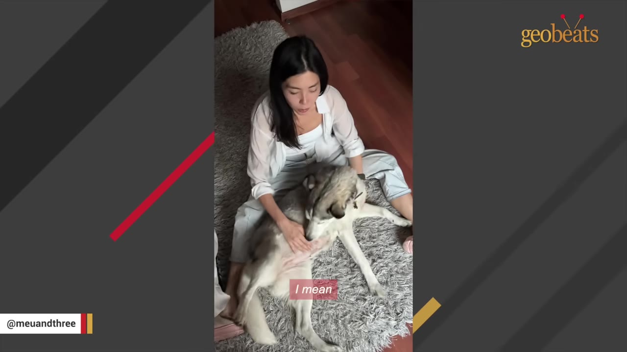 A woman sits on a shag rug, gently petting the belly of a husky dog lying beside her.