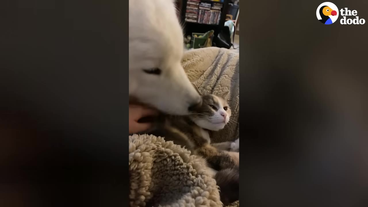 A fluffy white dog gently nuzzles a calico cat as they snuggle together on a soft blanket.