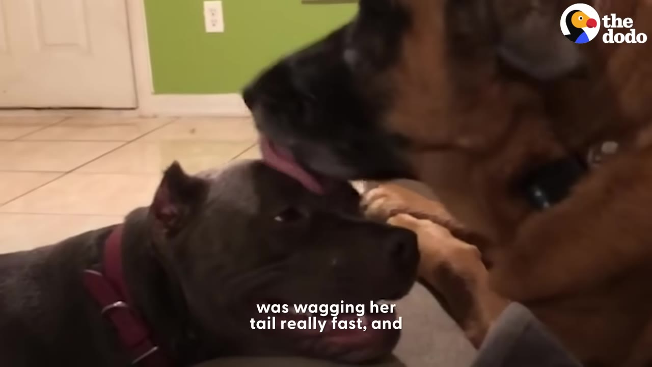 A brown dog gently licks the top of a grey dog's head as they sit close together.
