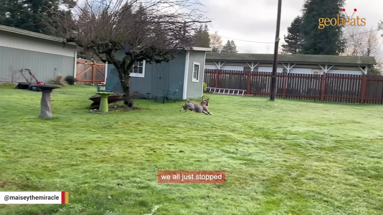 A grey dog running quickly across a green grassy backyard with a shed and fence in the background.