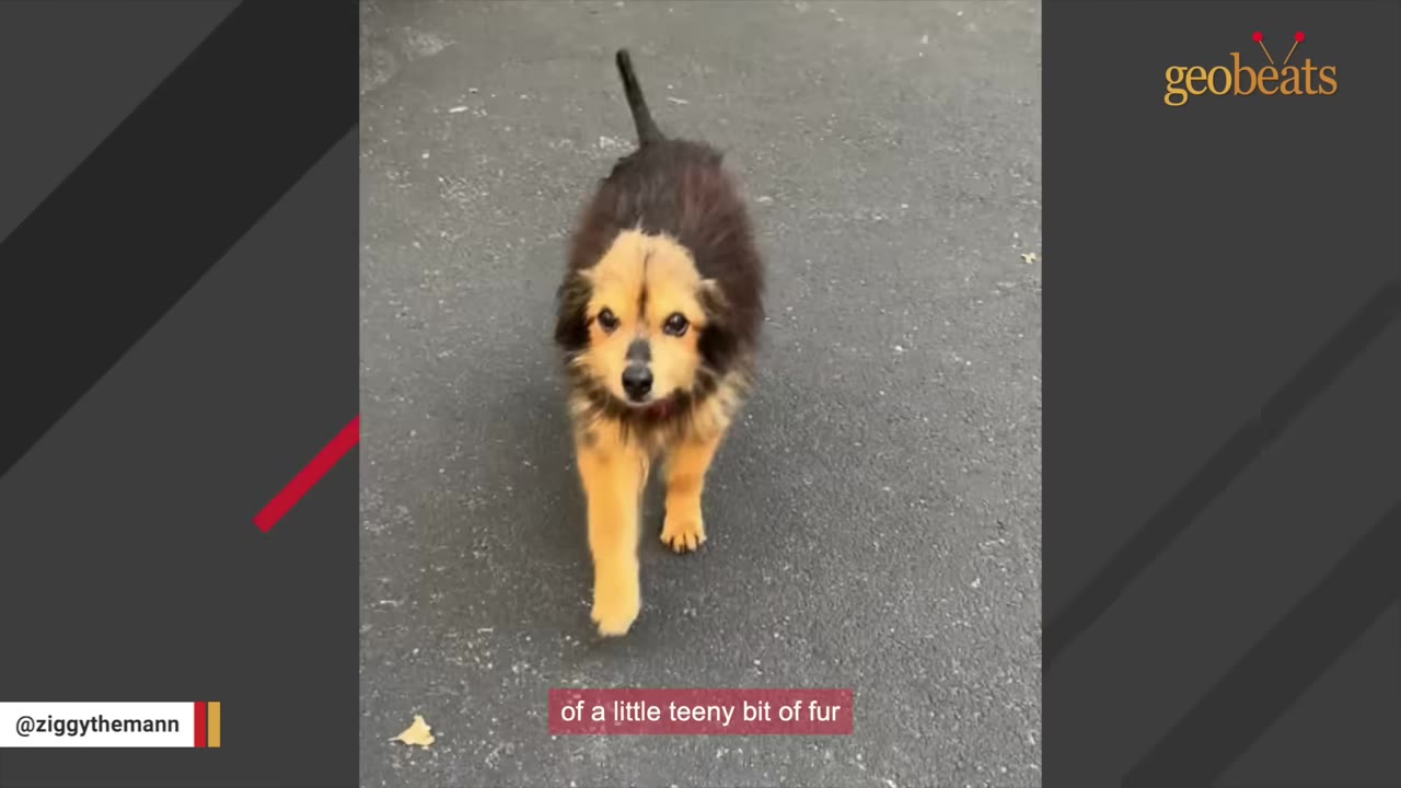 A small, fluffy brown and tan puppy walking forward on pavement with a thin, dark, upright tail resembling a rat tail.