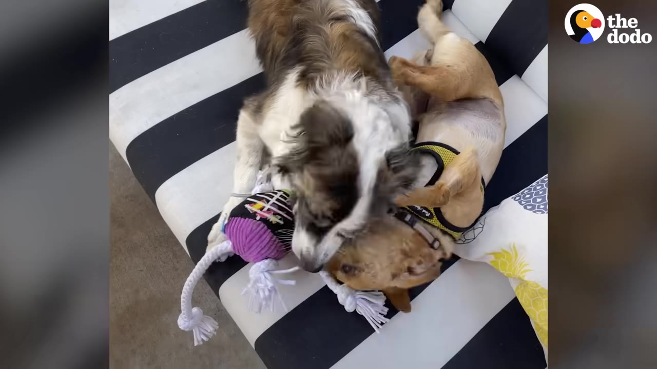 A fluffy brown and white dog and a smaller tan dog wearing a harness play together with a toy on a black and white striped couch.