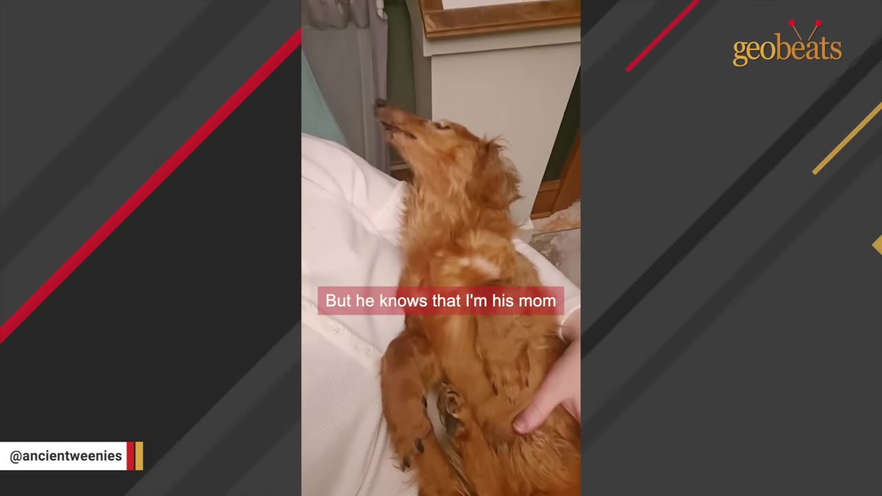 A long-haired dachshund lies on his back in a person's lap, looking up with a sweet expression as a hand gently rests on his chest.