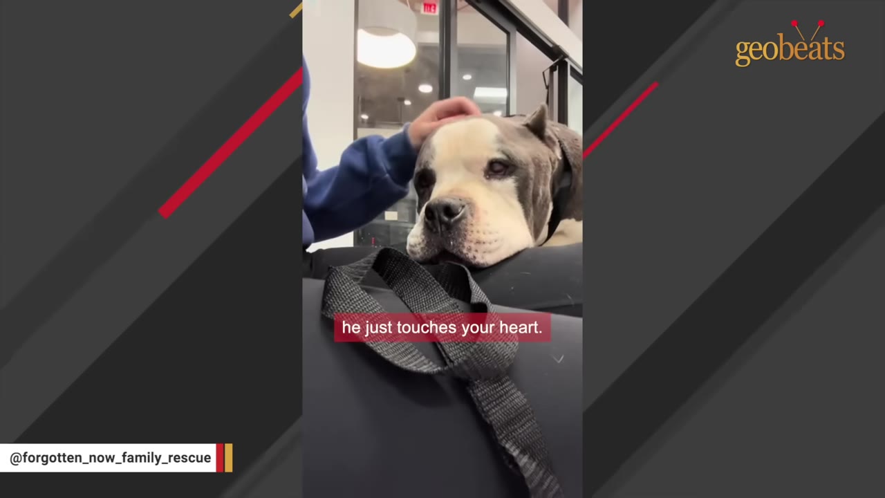 A person gently pets a grey and white dog on the head as it rests calmly, with a subtitle reading 'he just touches your heart.'