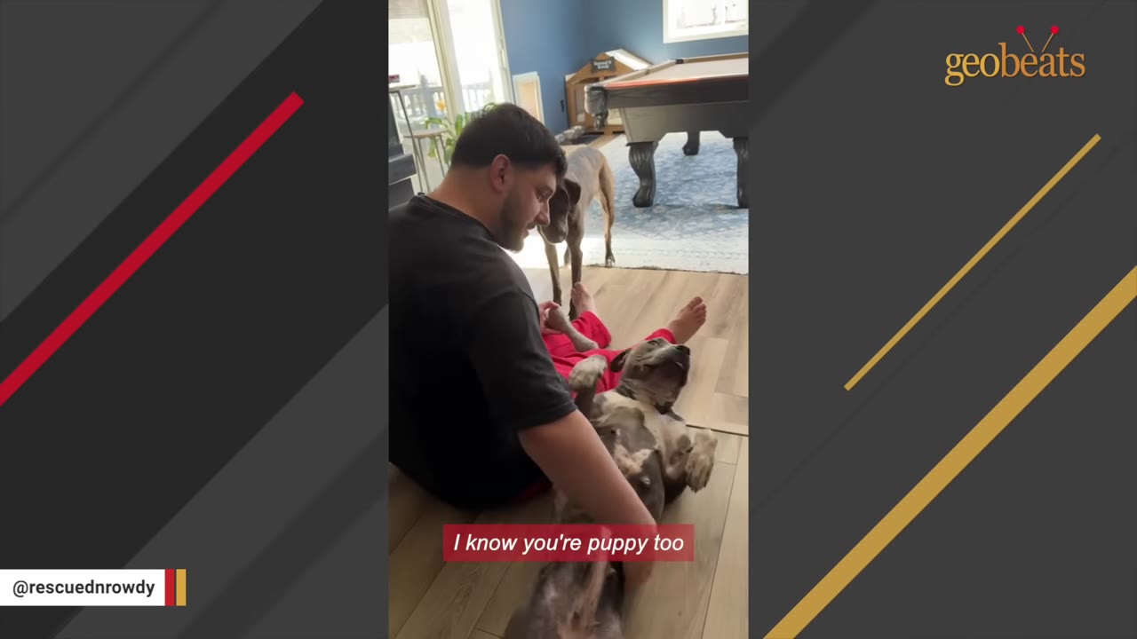 A man sits on a wooden floor petting a grey dog that is lying on its back, looking up at him with a relaxed expression.