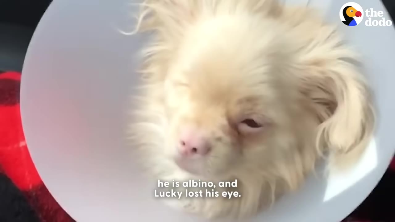 A small, light-colored dog wearing a white veterinary cone looks towards the camera, with text overlay reading 'he is albino, and Lucky lost his eye.'