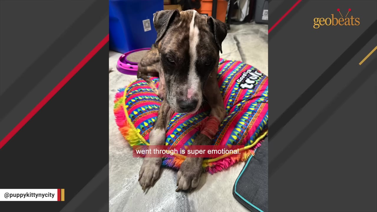 A brindle and white dog with a bandaged leg lies on a colorful patterned pet bed, looking directly at the camera with a somber expression.