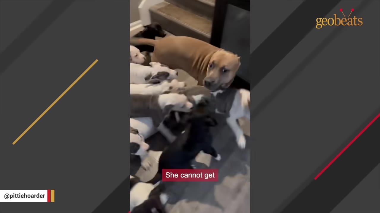 A tan dog stands calmly in a room surrounded by several small black, white, and grey puppies.