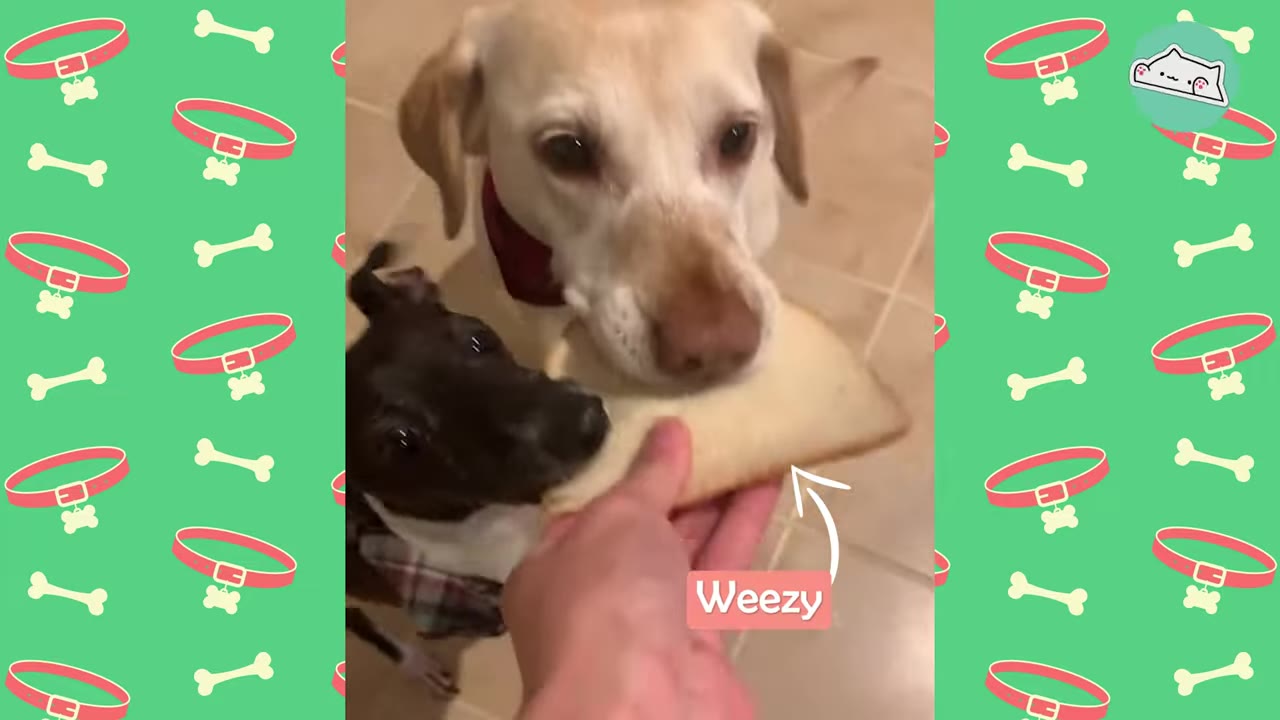 A close-up of a light-colored senior dog labeled Weezy and a smaller dark-colored dog together as a hand offers them a piece of bread.