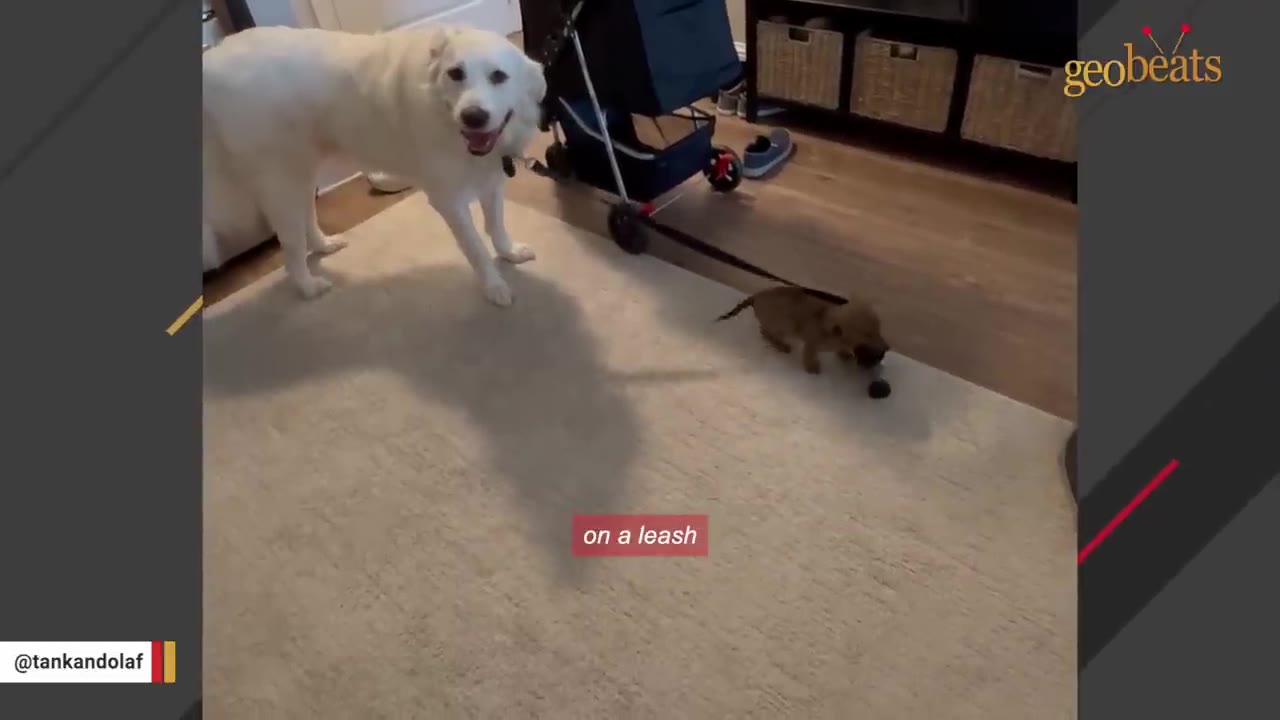 A large white dog stands on a rug next to a tiny brown puppy holding a leash in its mouth, showcasing their massive size difference.