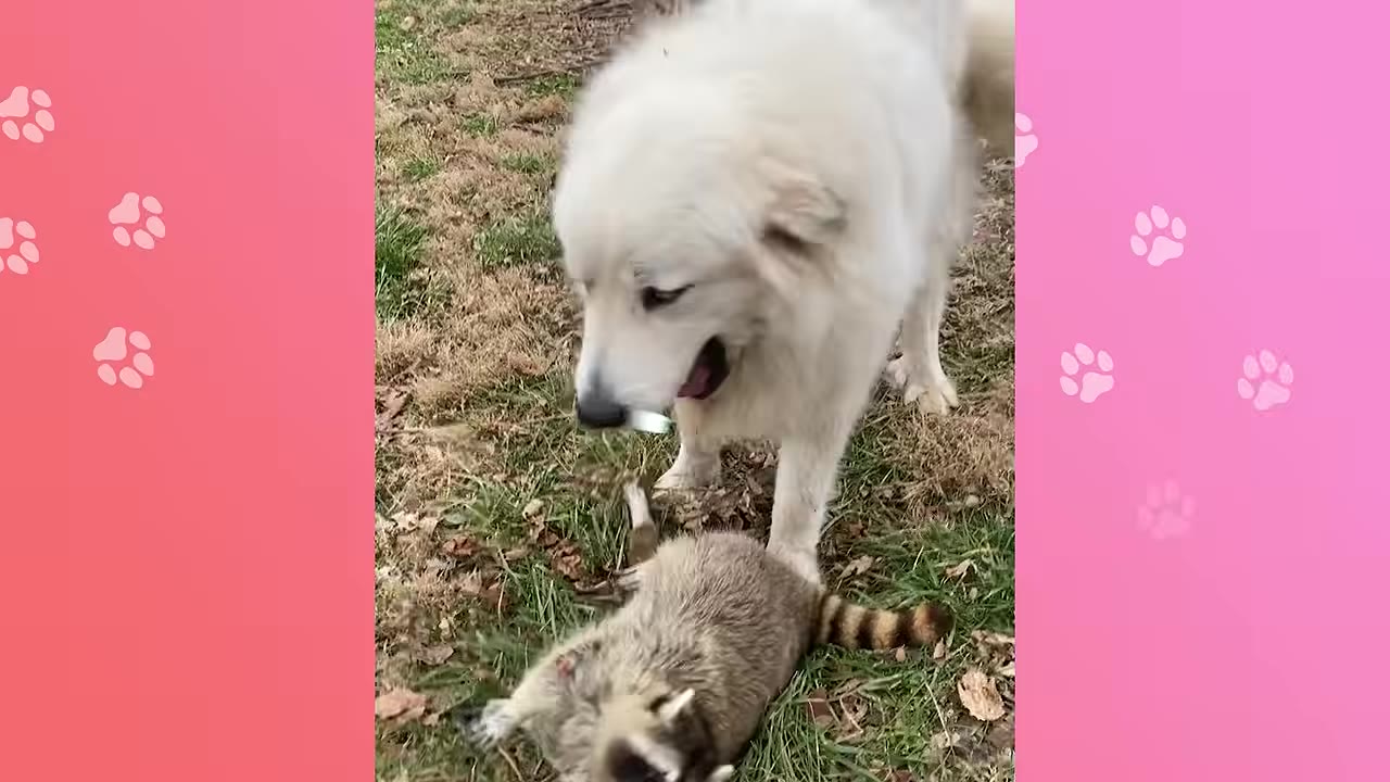 A large, fluffy white dog stands gently over a small raccoon on a grassy patch covered with dry leaves.