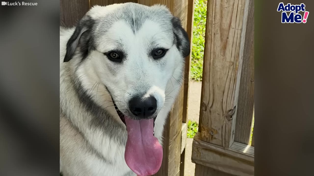 A close-up portrait of a fluffy white and grey dog named Apollo looking directly at the camera with his tongue sticking out.