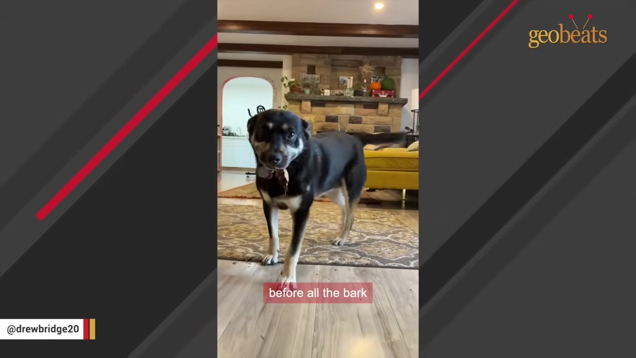 A black and tan dog stands in a living room holding a piece of tree bark in its mouth.