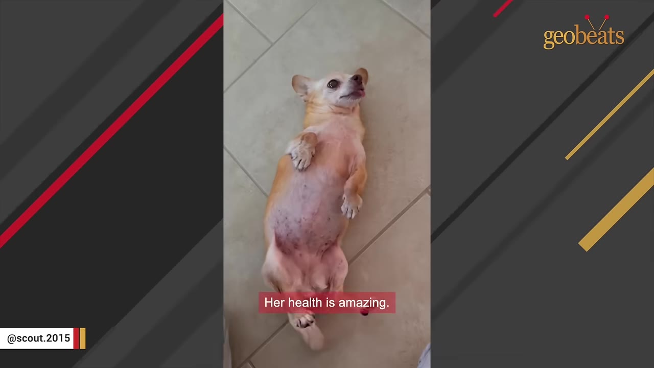 A small tan Chihuahua lies on its back on a tiled floor, looking up with its tongue slightly out.