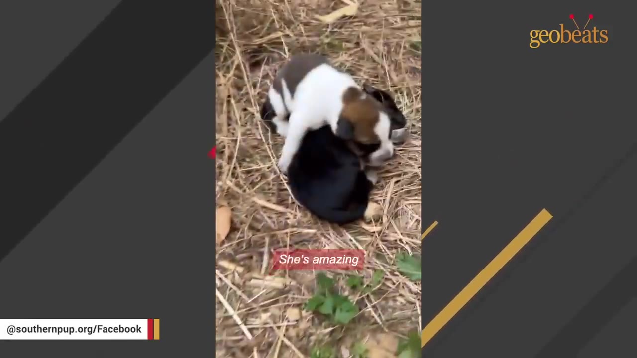 A small white and brown puppy huddles with a black puppy on a bed of dry grass.