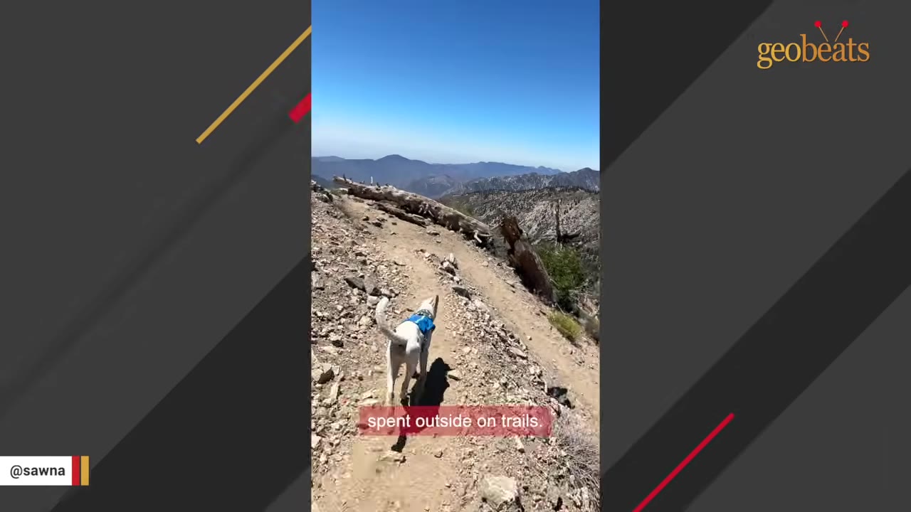 A white dog wearing a blue harness runs along a narrow dirt trail on a steep mountain slope under a clear blue sky.