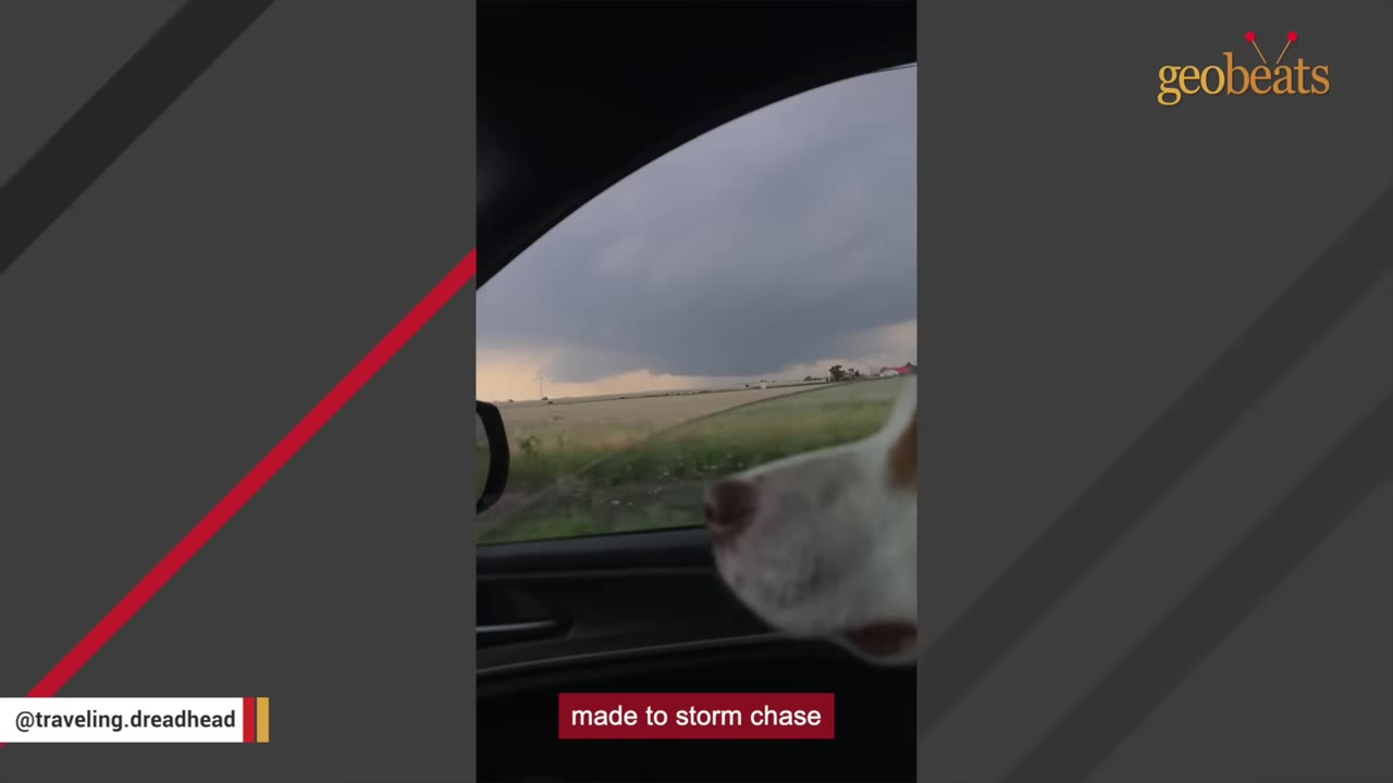A dog looks out of a car window at a dark storm cloud forming over a field.