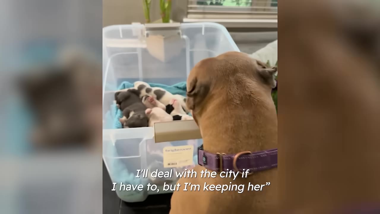 A tan dog wearing a purple collar looks into a clear plastic storage bin filled with sleeping puppies.