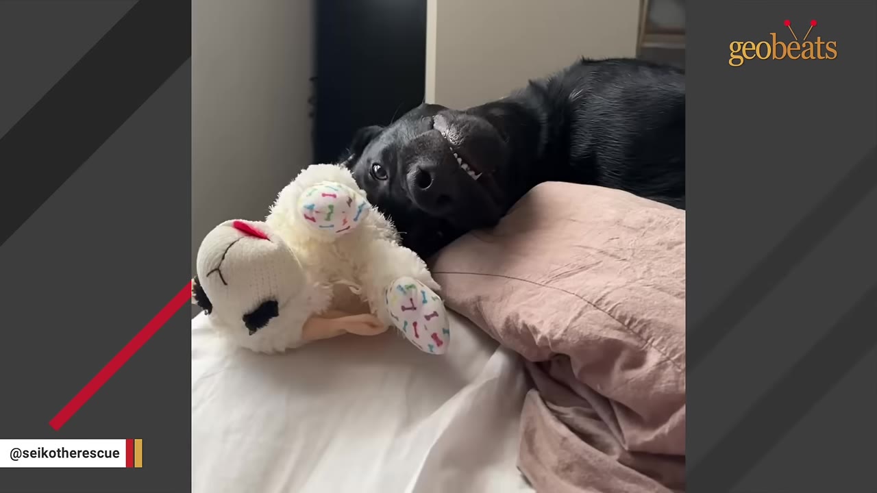 A black dog lies on a bed next to a white plush lamb toy.