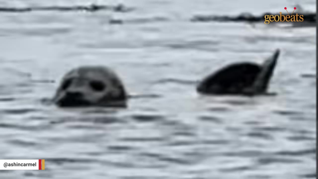 A close-up shot of a harbor seal in the water, looking towards the camera with its flipper raised above the surface.