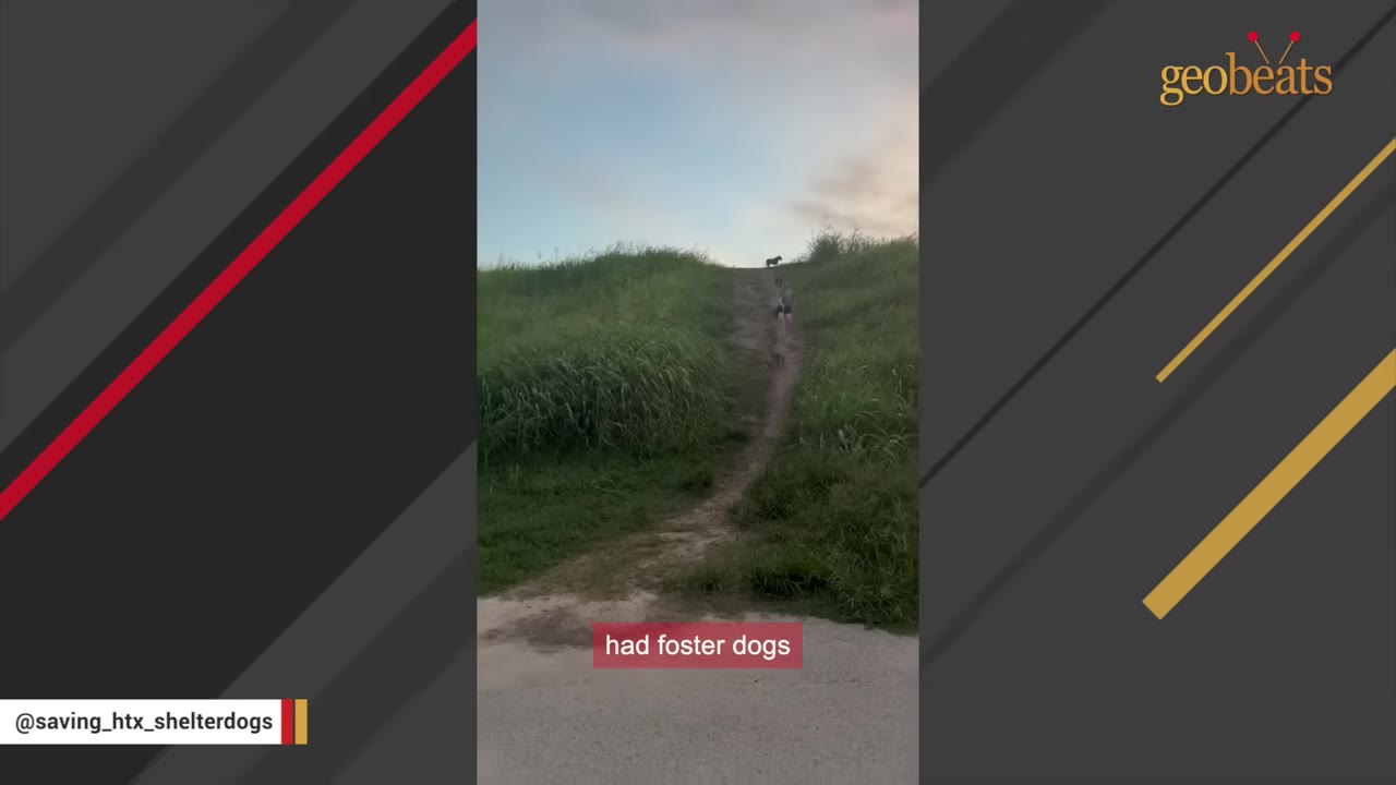 A wide shot of a dirt path leading up a grassy hill under a pale sky, with a dog visible in the distance at the top of the hill.