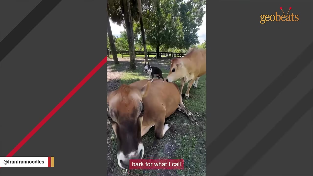 A small black and white Boston Terrier stands on the back of a brown cow lying on the grass, while another brown cow stands nearby.