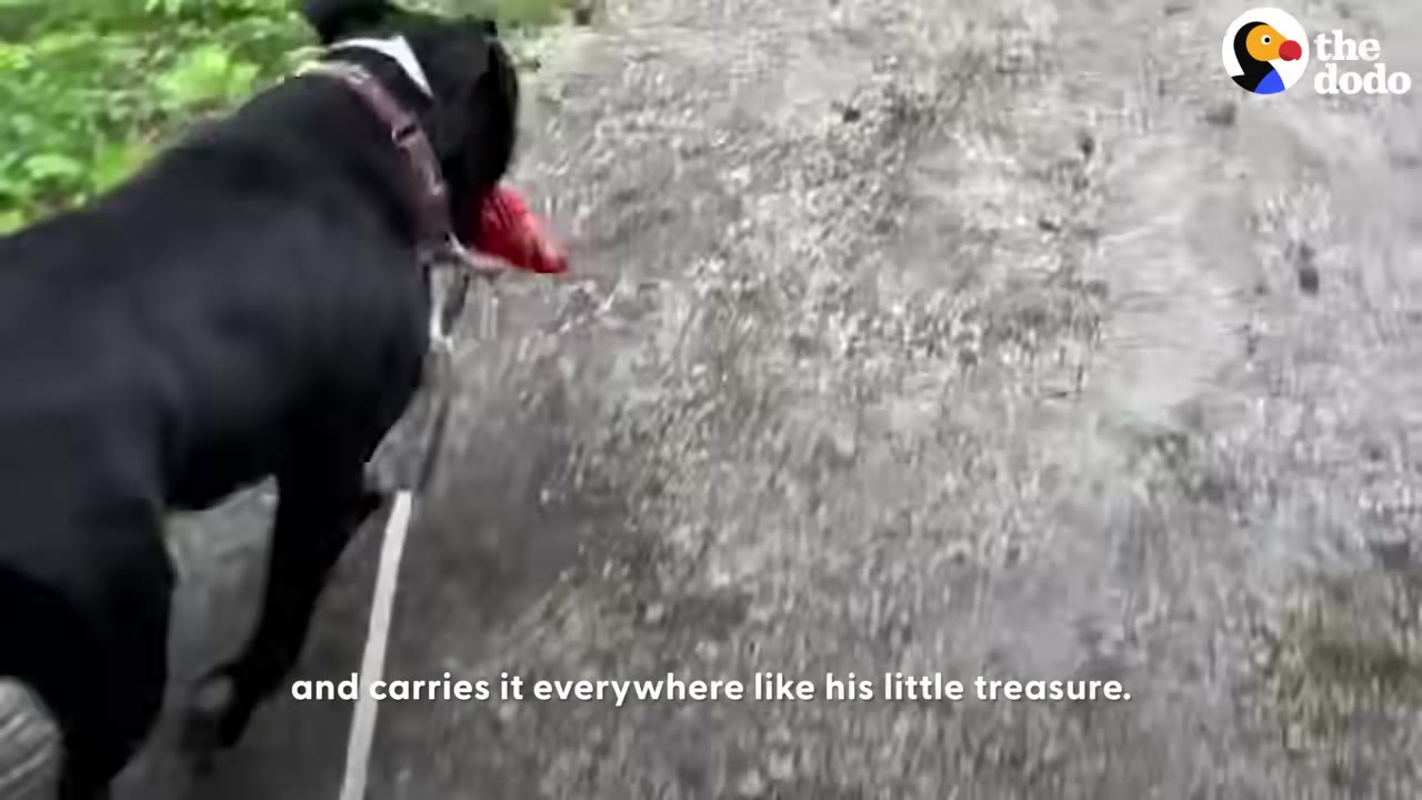 A black dog with a white chest and collar walks on a gravel path while carrying a red toy in its mouth.