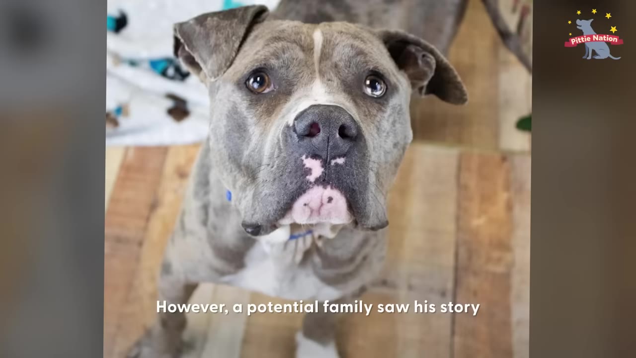 A close-up shot of a grey and white pit bull looking up with wide, expressive eyes.