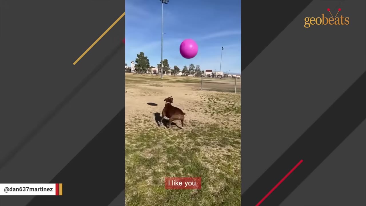 A brown dog in a grassy field looks up at a large pink ball floating in the air.