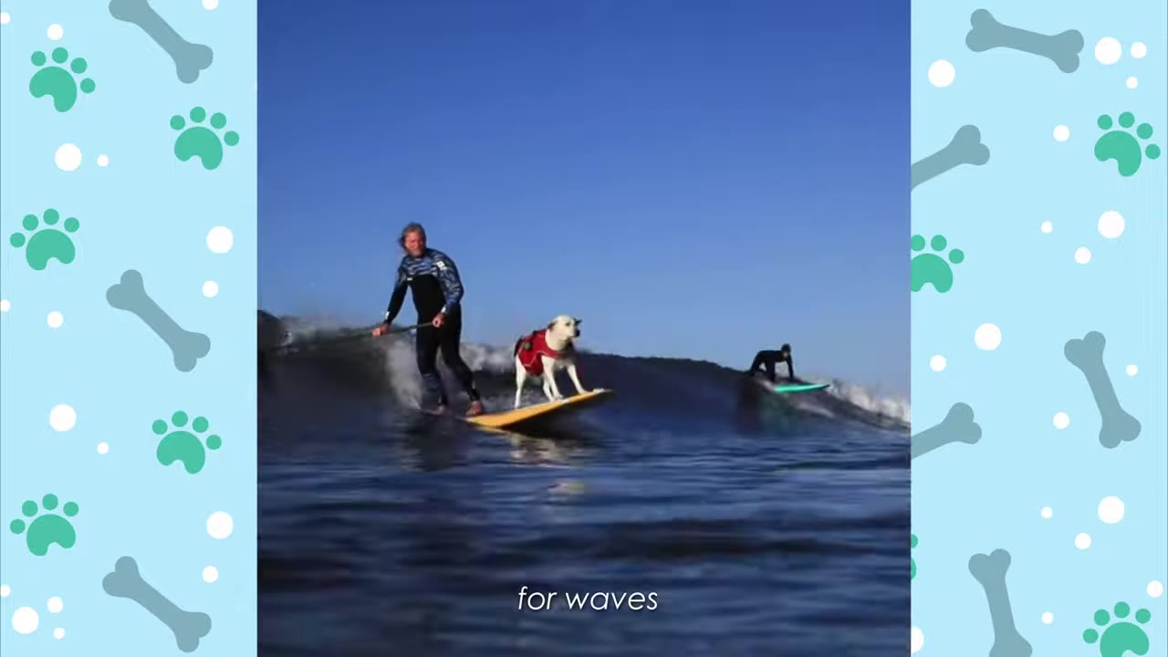 A man in a wetsuit on a paddleboard next to a white dog wearing a red life vest on a surfboard, riding a wave together.