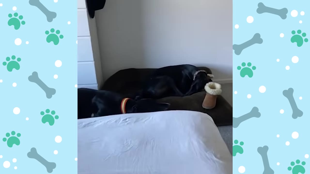 Two black greyhounds sleeping soundly on a dog bed on the floor next to a white-sheeted bed.