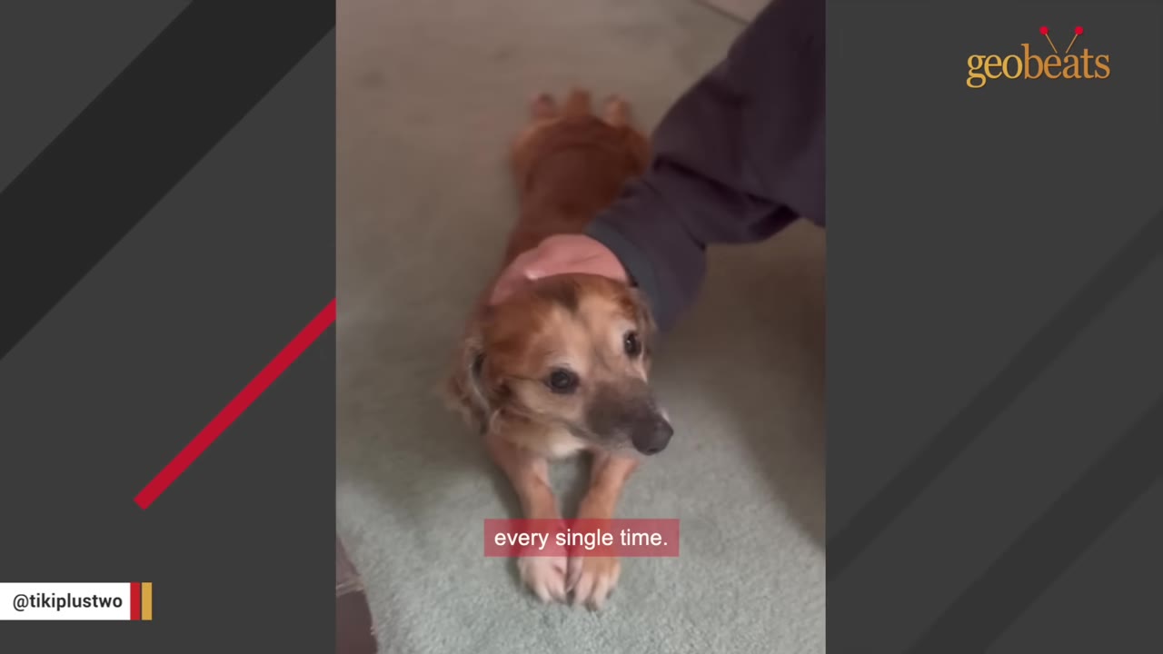 A small brown dog lying down on a carpet while a person's hand gently pets its head.