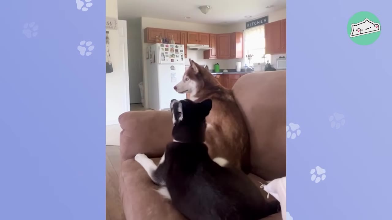 A black and white husky and a reddish-brown husky sitting side-by-side on a brown couch inside a living room.