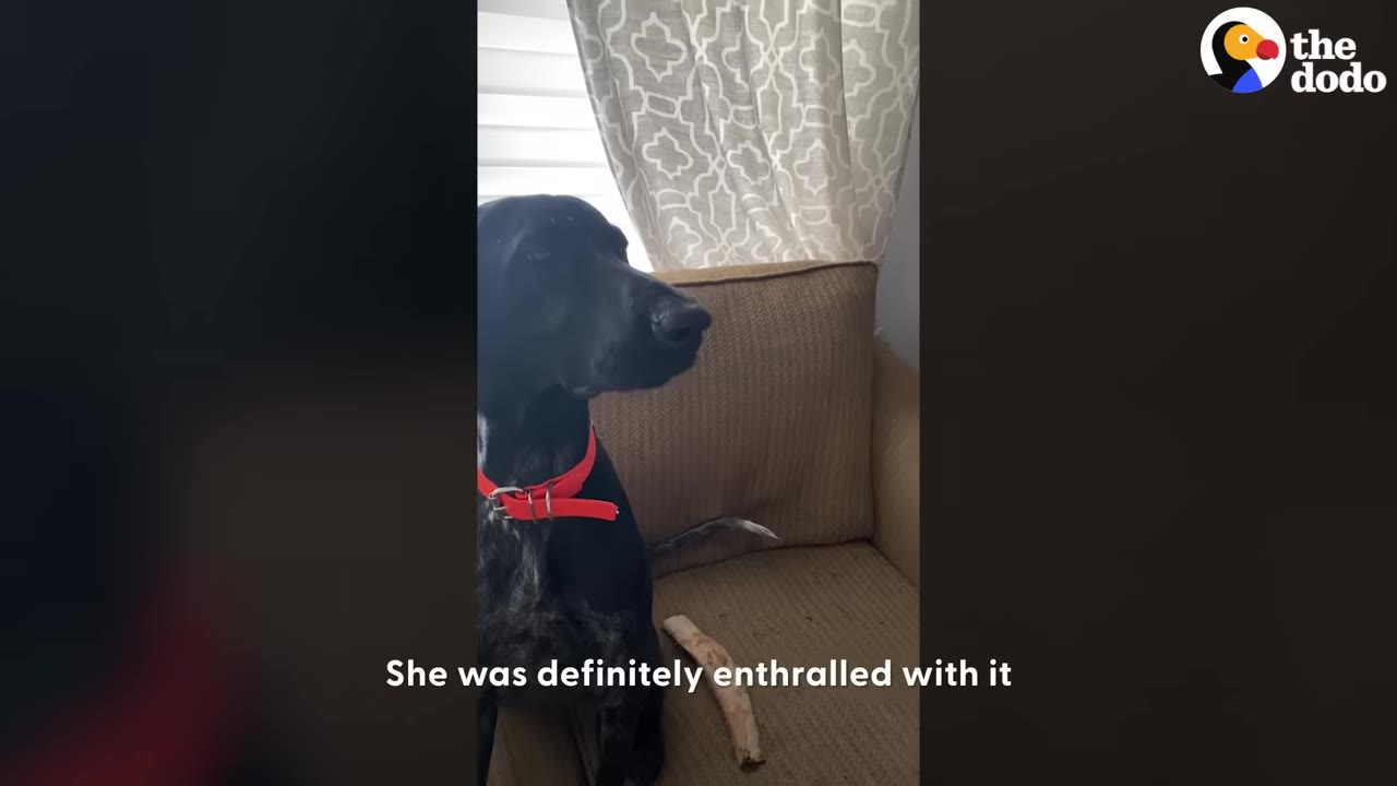 A black dog wearing a red collar sits on a brown armchair, looking intently to the side with a focused expression.