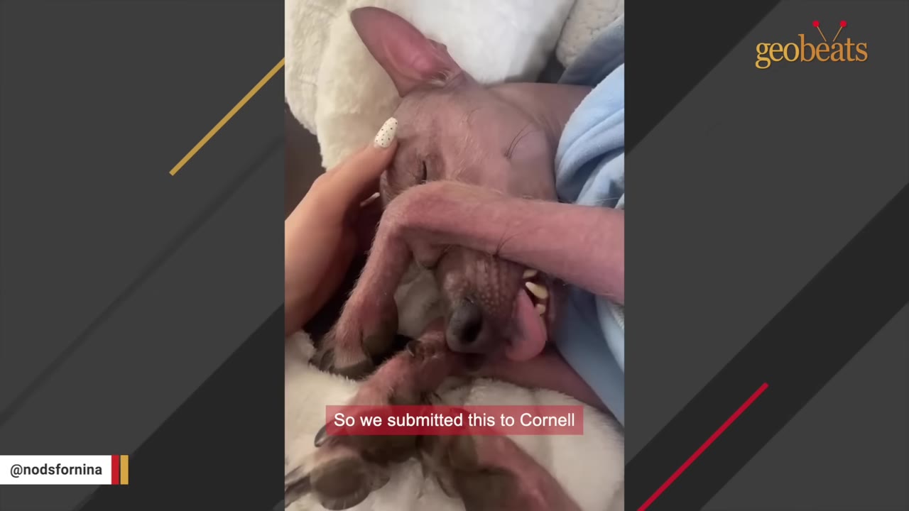 A close-up of a hairless dog with a unique snout and paws lying down while being gently petted on the head, with text overlay reading 'So we submitted this to Cornell'.