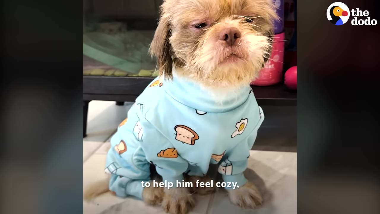 A small, fluffy Shih Tzu dog sitting on the floor wearing light blue pajamas patterned with cartoon toast and fried eggs.