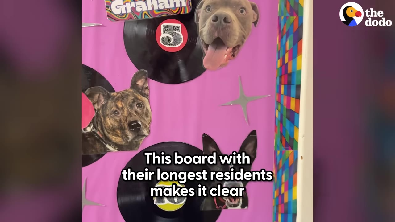 A pink bulletin board decorated with vinyl records and cutout photos of shelter dogs, including one named Graham.