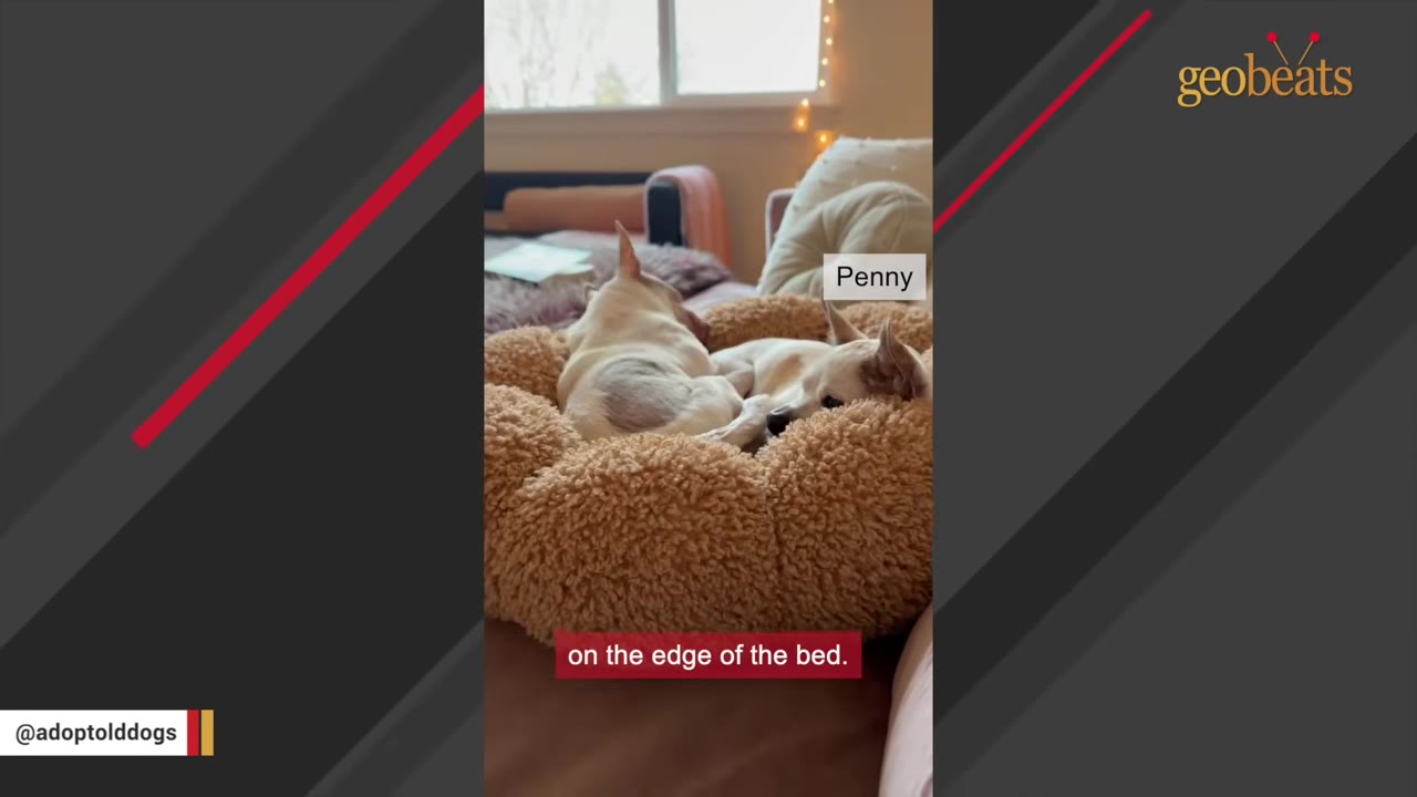 A small white dog labeled Penny sits on the edge of a fluffy brown dog bed next to another small white dog.