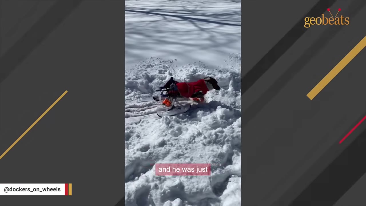 A small dog wearing a red coat and using a specialized wheelchair with ski attachments to navigate through deep snow.