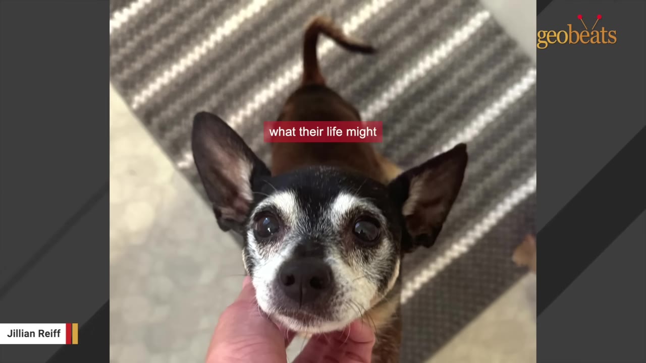 A close-up shot of a small, black and tan dog with large ears looking up at the camera while a hand gently scratches under its chin.