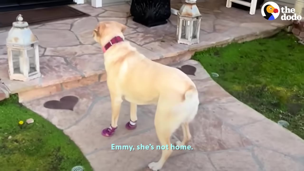 A yellow Labrador retriever wearing pink booties stands on a stone pathway outside a house, looking towards the entrance.