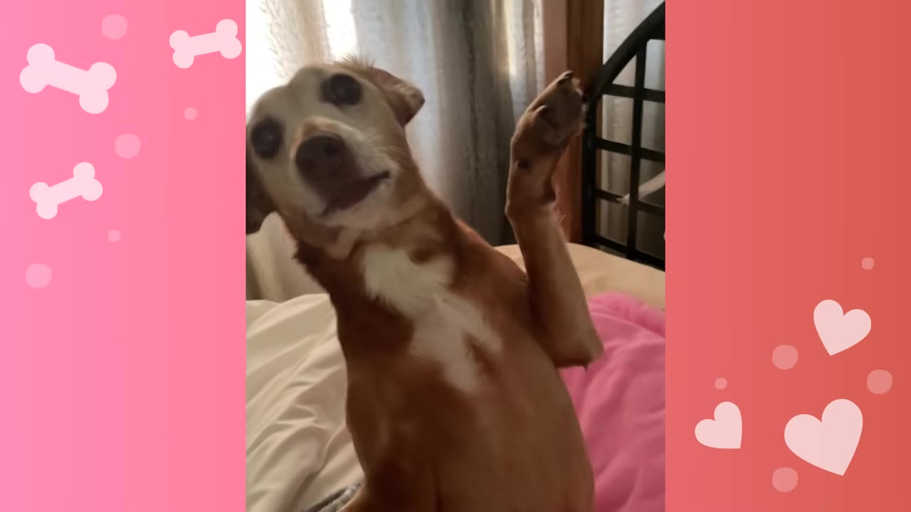 A brown and white dog sitting up on a bed and raising one paw as if waving, looking directly at the camera.