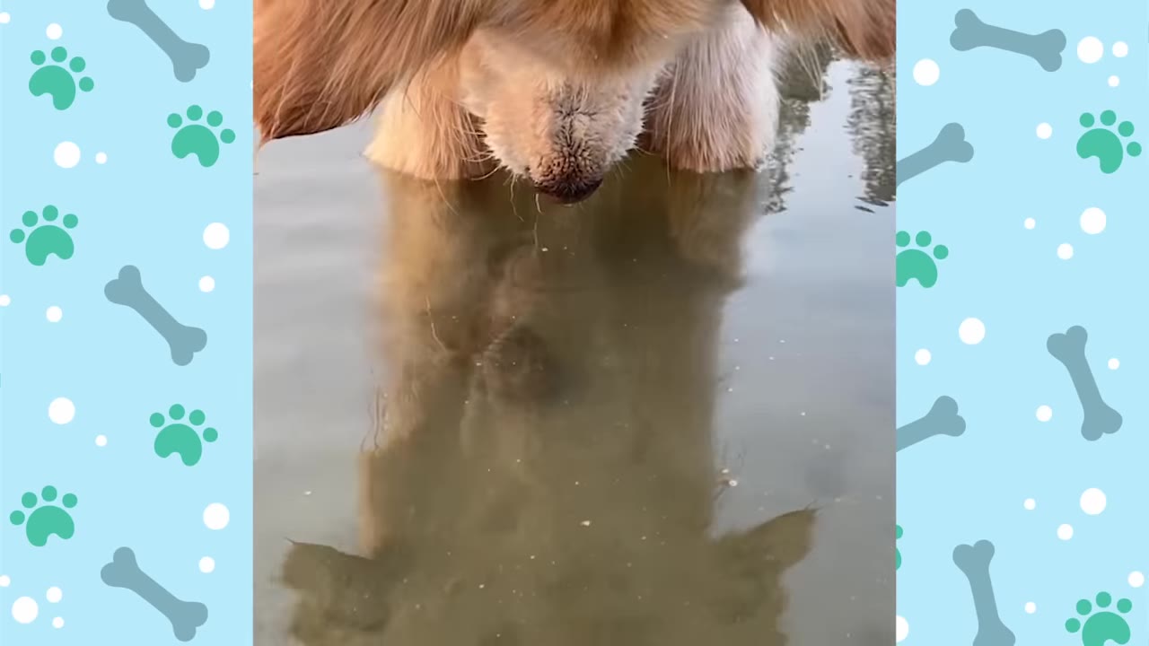 A close-up of a golden retriever looking down at his reflection in calm water.