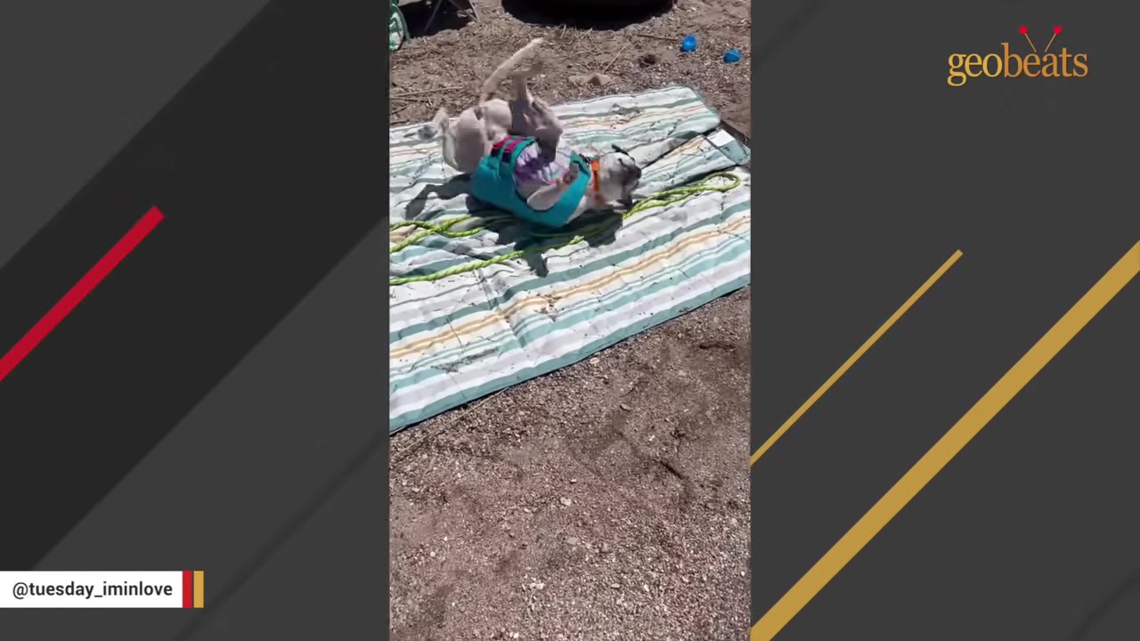 A white dog wearing a blue harness rolls happily on its back on a striped blanket at a sandy beach.