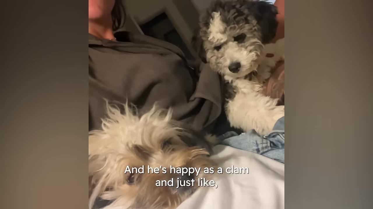 A fluffy black and white dog and a small brown and white dog cuddle with their owner on a bed inside a home.